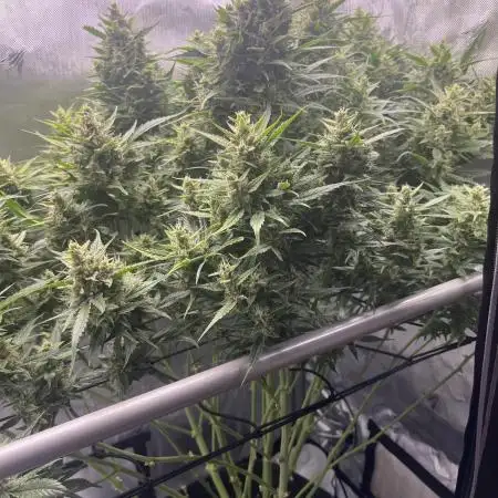 GorillaCookiesAuto