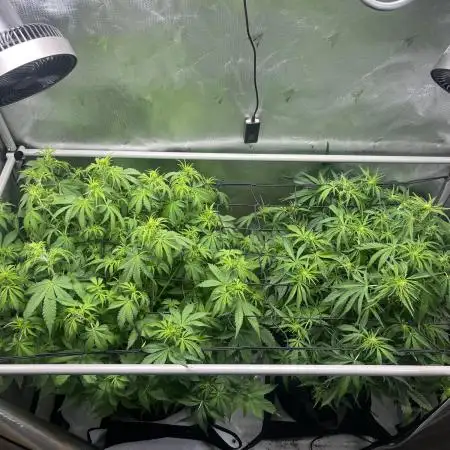 GorillaCookiesAuto
