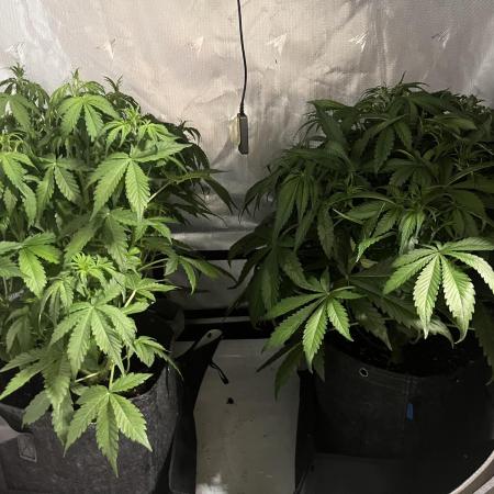GorillaCookiesAuto