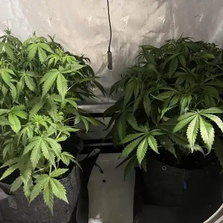 GorillaCookiesAuto