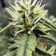 Banana Purple Punch X2