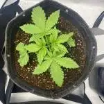 GorillaCookiesAuto