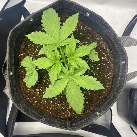 GorillaCookiesAuto