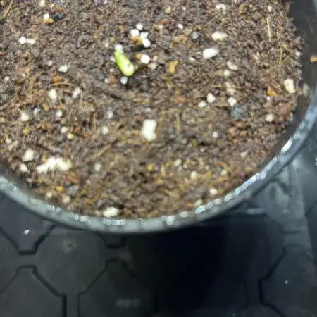 GorillaCookiesAuto