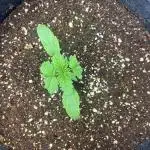 GorillaCookiesAuto