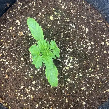 GorillaCookiesAuto