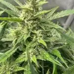 GorillaCookiesAuto
