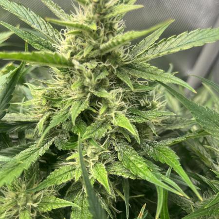 GorillaCookiesAuto