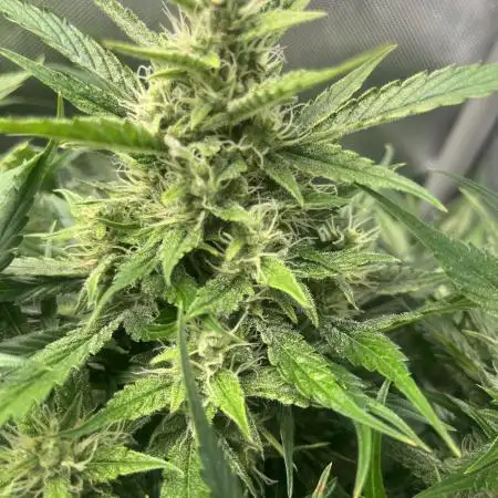 GorillaCookiesAuto