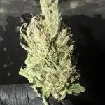 GorillaCookiesAuto