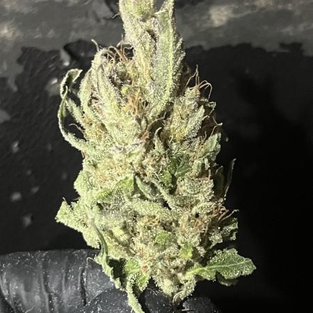 GorillaCookiesAuto