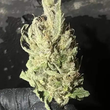 GorillaCookiesAuto