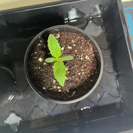 GorillaCookiesAuto