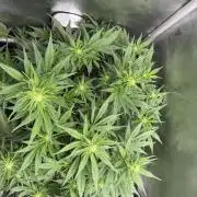 Banana Purple Punch X2