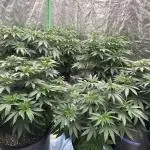 42 fast buds strains