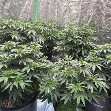 42 fast buds strains