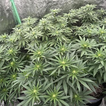 42 fast buds strains