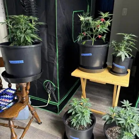 42 fast buds strains