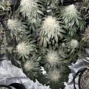 42 fast buds strains