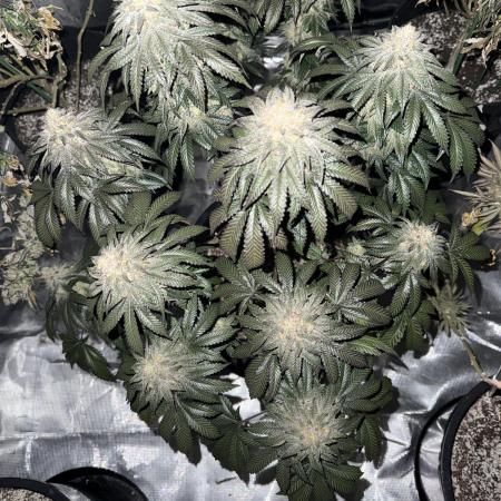 42 fast buds strains