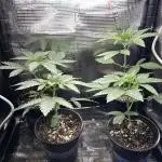 42 fast buds strains