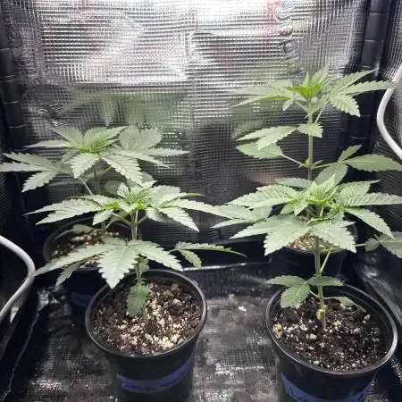 42 fast buds strains