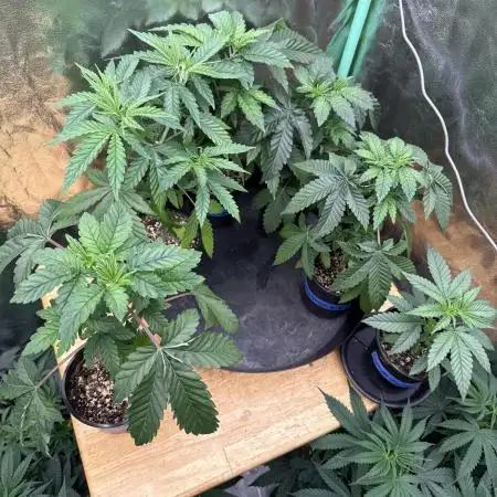 42 fast buds strains
