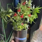 42 fast buds strains