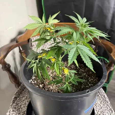 42 fast buds strains