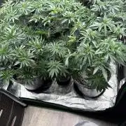 42 fast buds strains