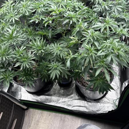 42 fast buds strains