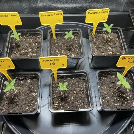 Can I Grow Blueberries and Pineapples