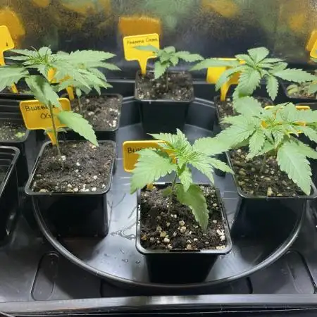 Can I Grow Blueberries and Pineapples
