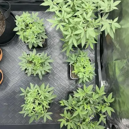 Can I Grow Blueberries and Pineapples