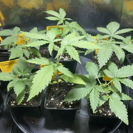 Can I Grow Blueberries and Pineapples