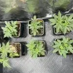 Can I Grow Blueberries and Pineapples