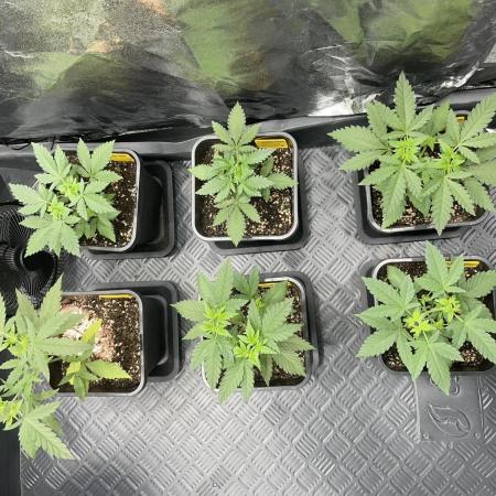 Can I Grow Blueberries and Pineapples