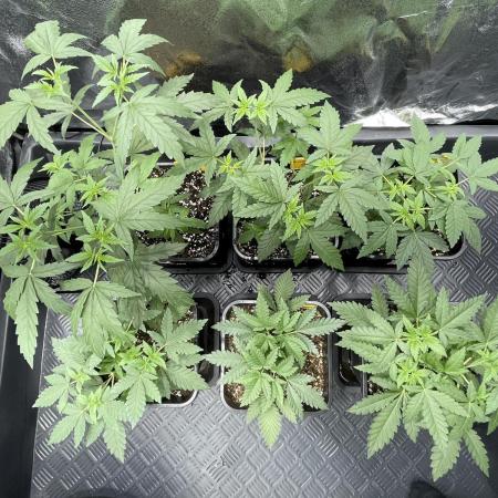 Can I Grow Blueberries and Pineapples
