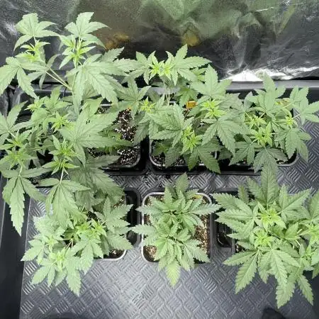 Can I Grow Blueberries and Pineapples