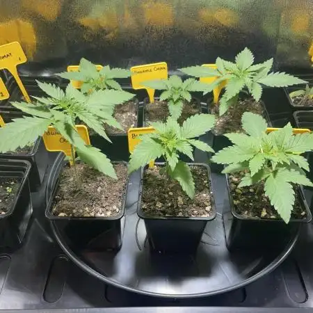 Can I Grow Blueberries and Pineapples