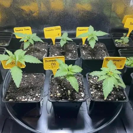 Can I Grow Blueberries and Pineapples