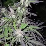 Critical Kush Bir
