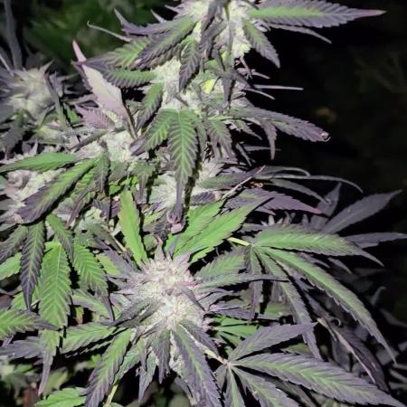 Critical Kush Bir