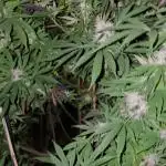 Critical Kush Bir