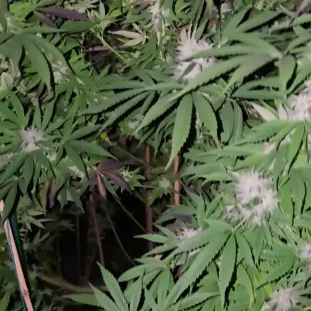 Critical Kush Bir
