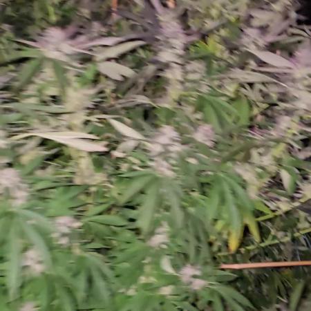 Critical Kush Bir
