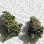 Guerrilla fastbuds🇮🇹