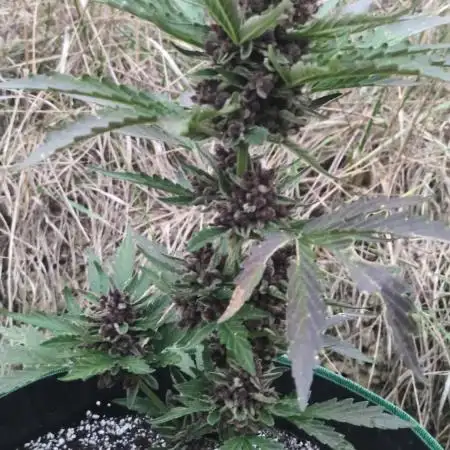 Guerrilla fastbuds🇮🇹