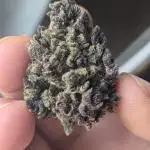 Guerrilla fastbuds🇮🇹