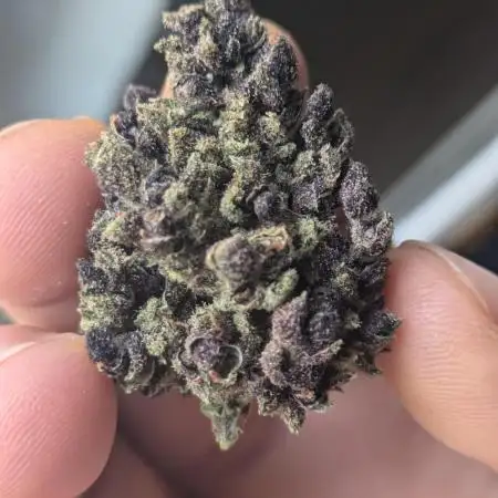 Guerrilla fastbuds🇮🇹